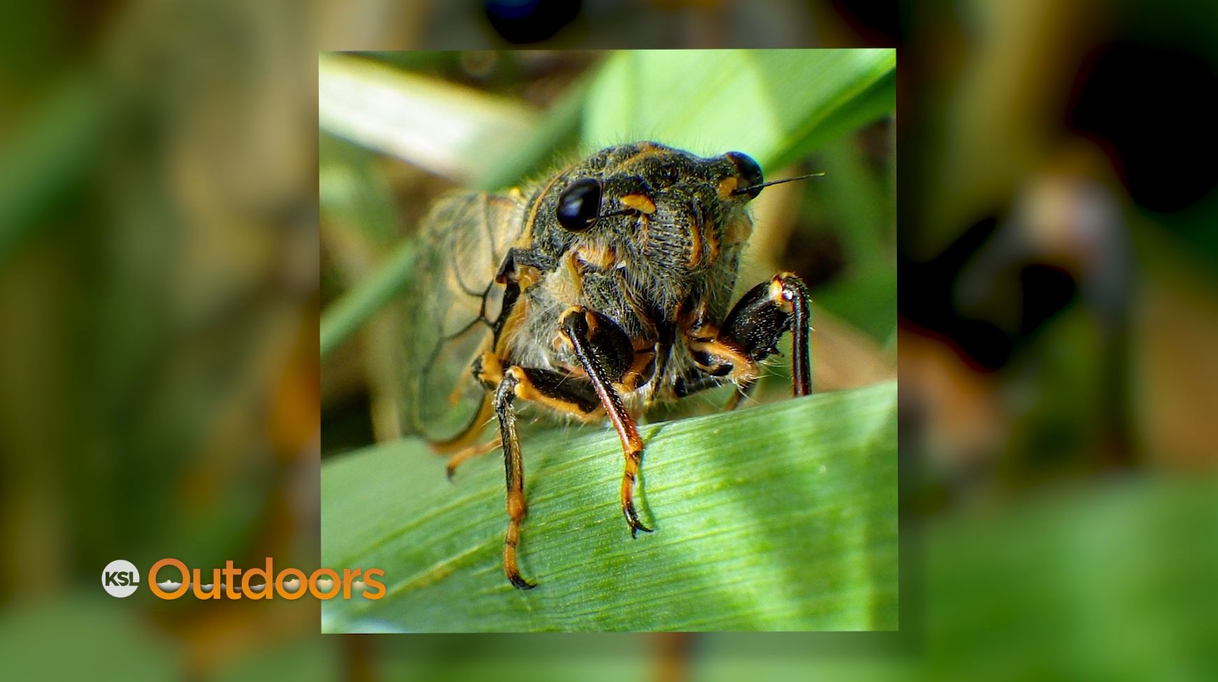 Fish Tech Fishing Tip: How to Match the Cicada Hatch