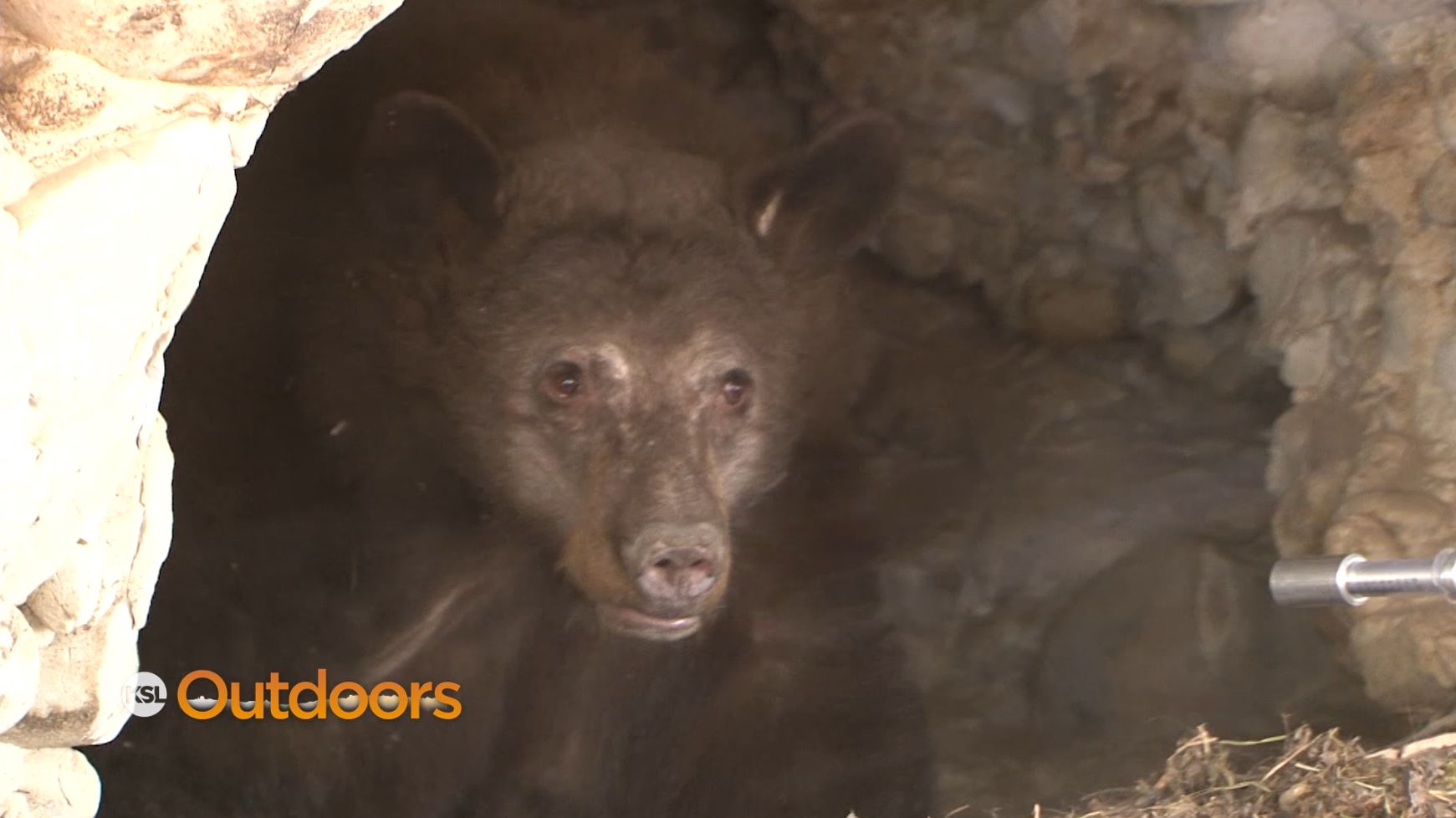 Black Bear Safety During a Drought