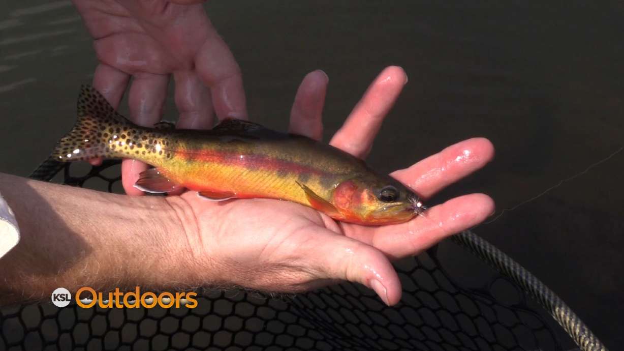 Fishing for Golden Trout in the Wind River Range