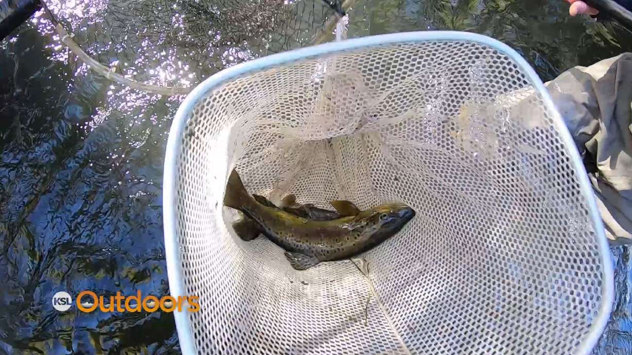 How Anglers and Conservationists Saved Water on the Lower Provo River