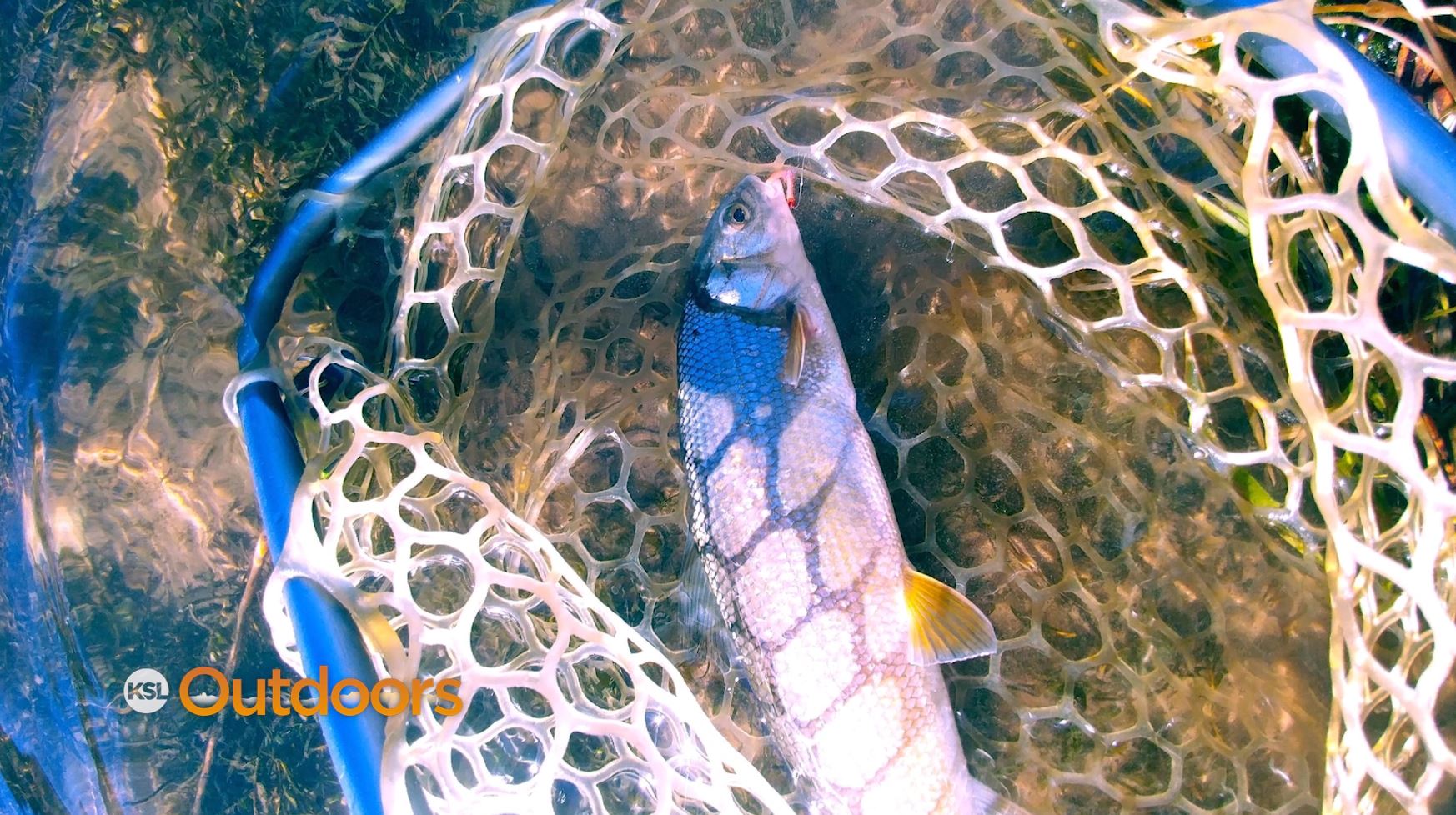 Fish Tech Tip: Dreaming of a Whitey Christmas