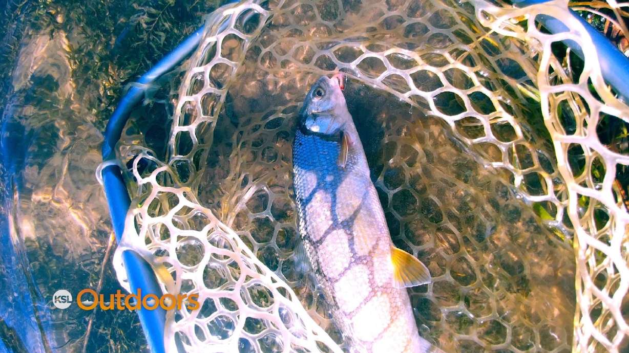Fish Tech Tip: Dreaming of a Whitey Christmas