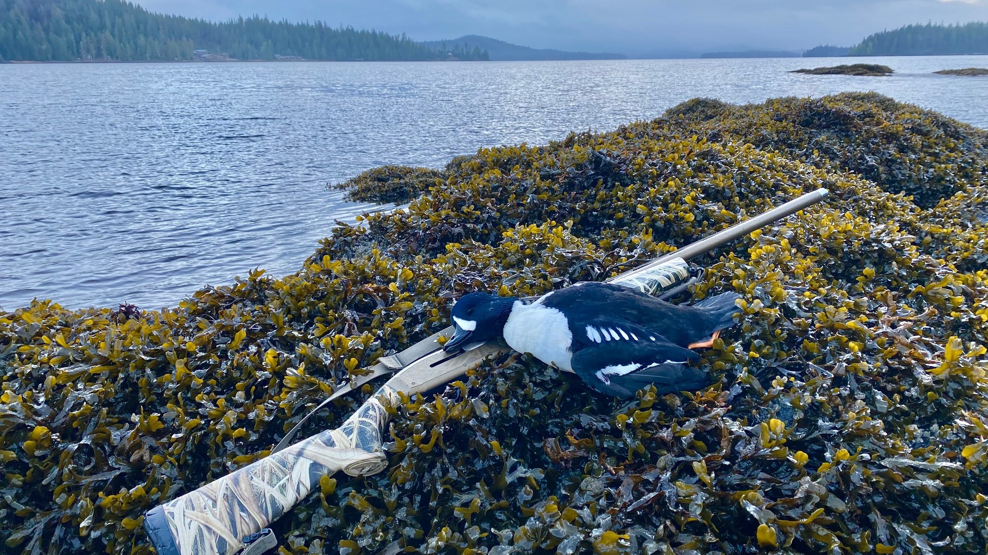 Alaska Sea Duck Hunting at Prince of Wales Eagle Lodge