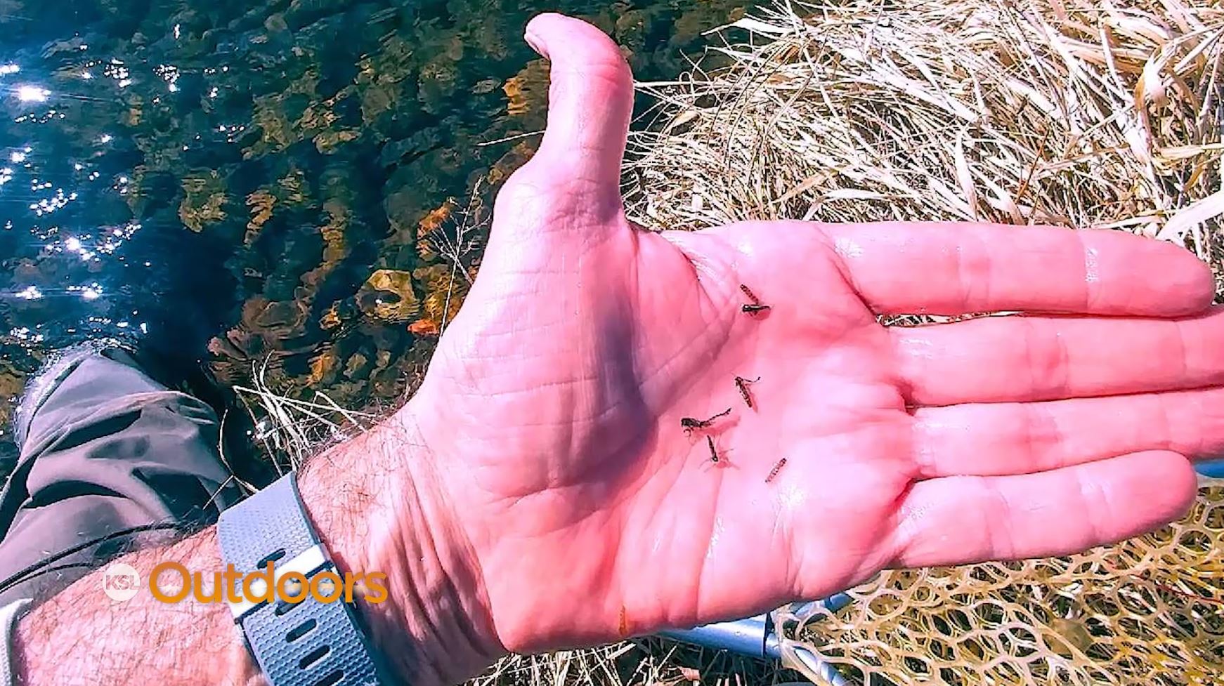 Fish Tech Tip: It's Buffalo Midge Season