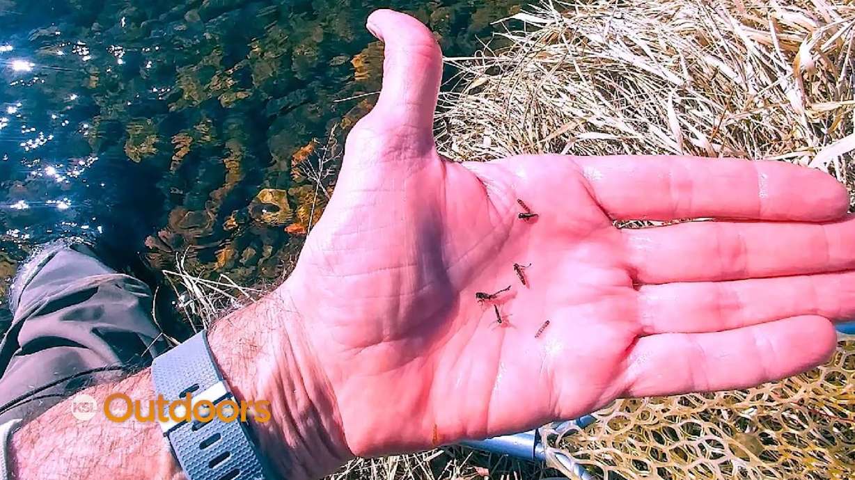Fish Tech Tip: It's Buffalo Midge Season