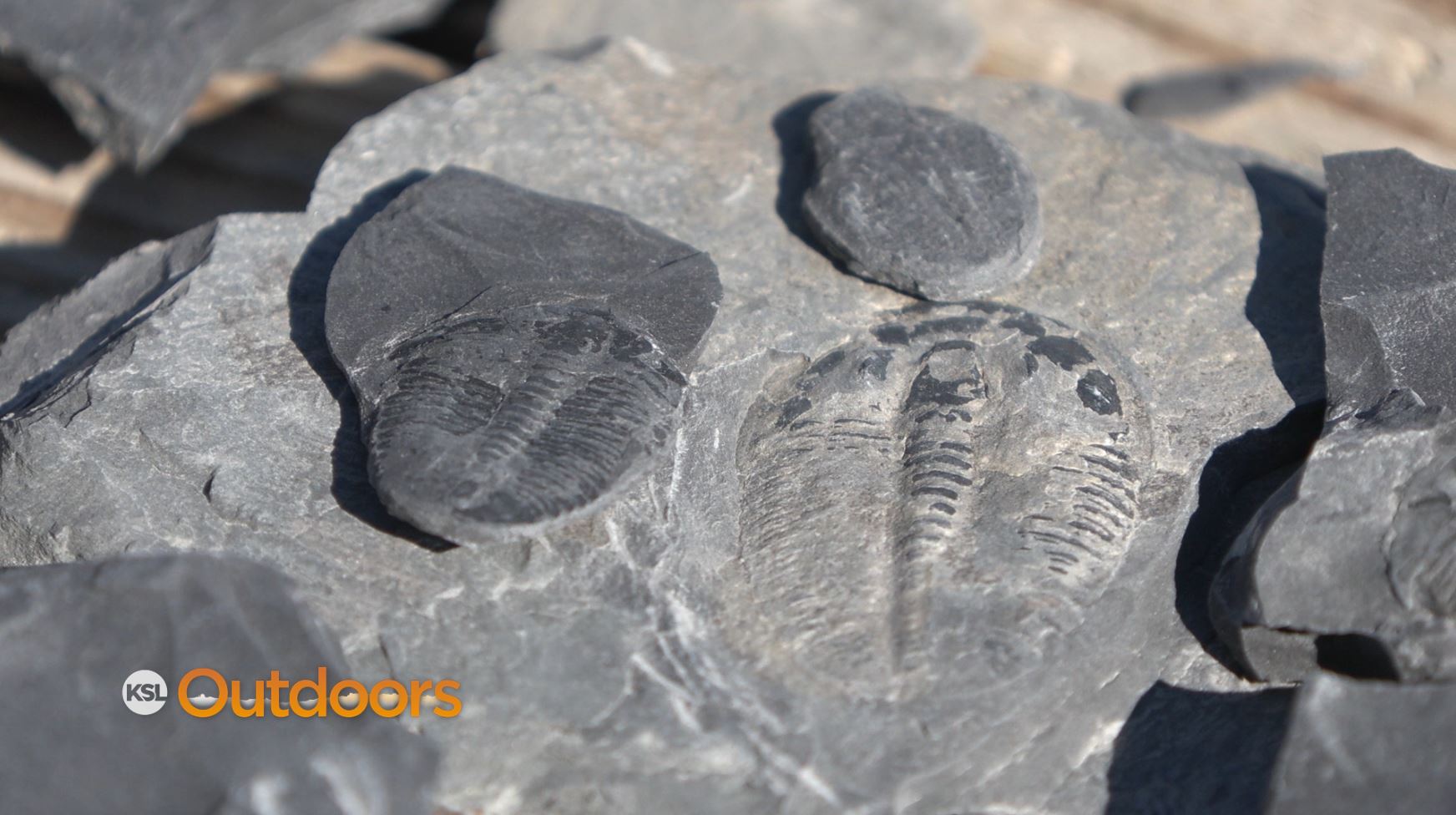 Dig Up Fossilized Trilobites at U-Dig Fossils