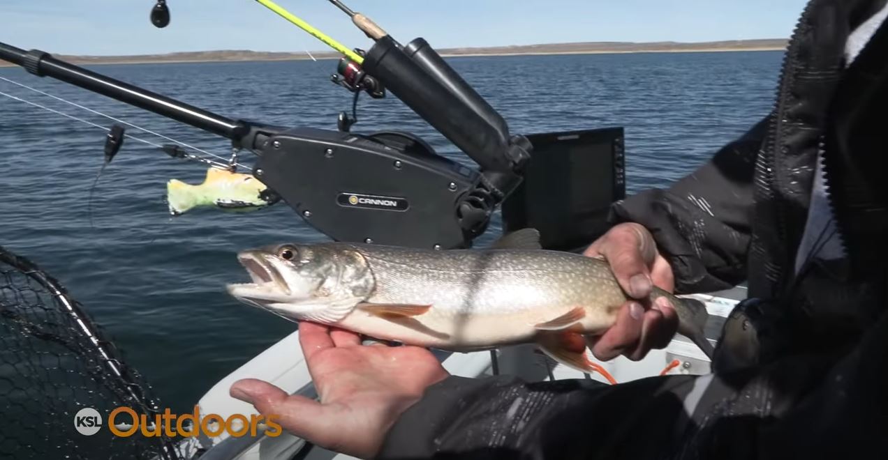 Jigging Up Lake Trout Pups for Population Control at Flaming Gorge