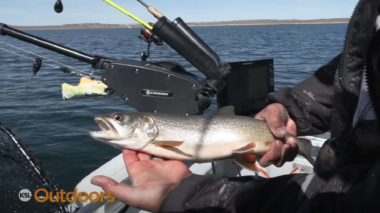 Jigging Up Lake Trout Pups for Population Control at Flaming Gorge