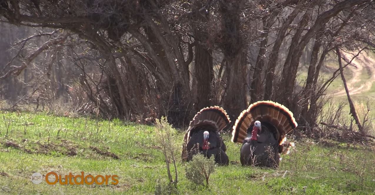 King's Camo Turkey Hunt, Autumn's Nice Tom