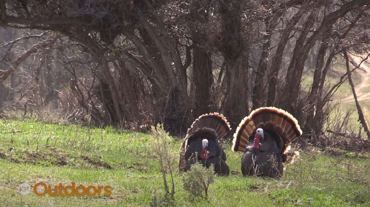 King's Camo Turkey Hunt, Autumn's Nice Tom