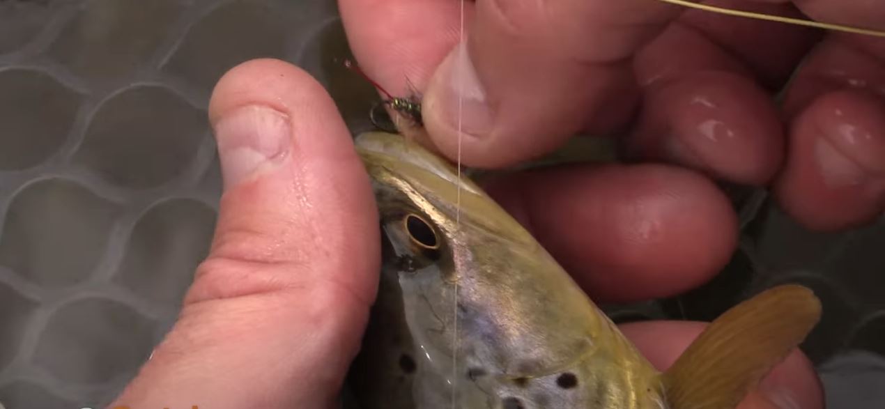 Euro-Nymphing and Dry Fly Fishing the Lower Provo