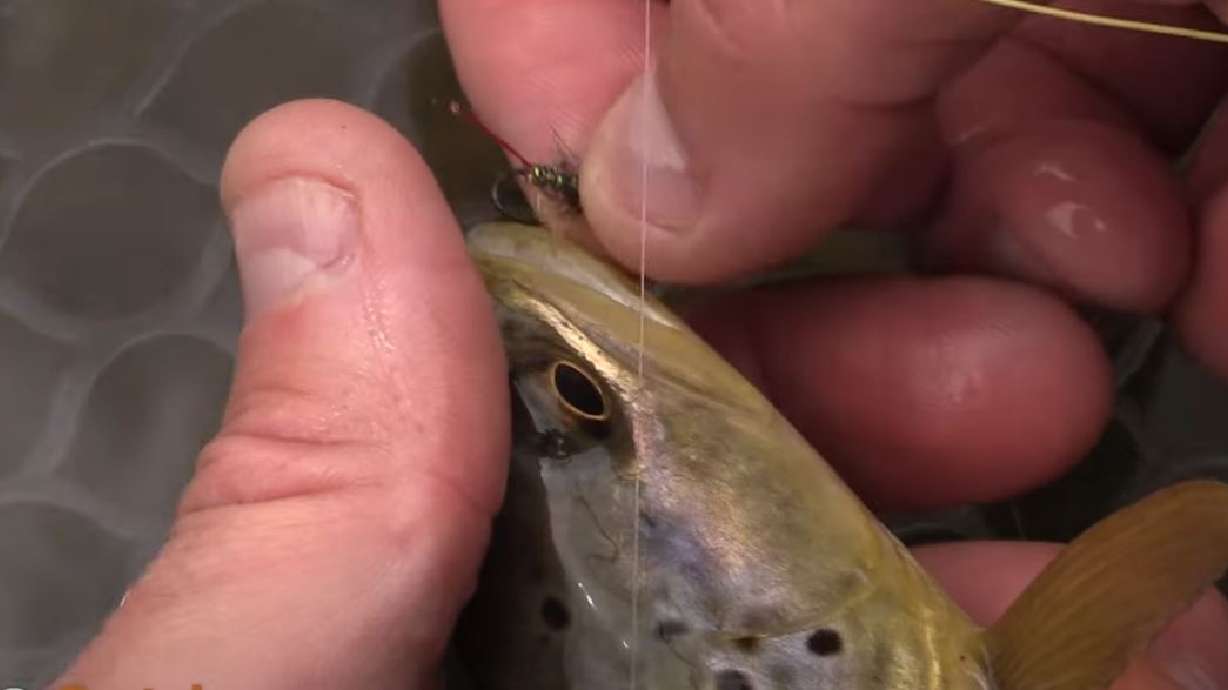 Euro-Nymphing and Dry Fly Fishing the Lower Provo