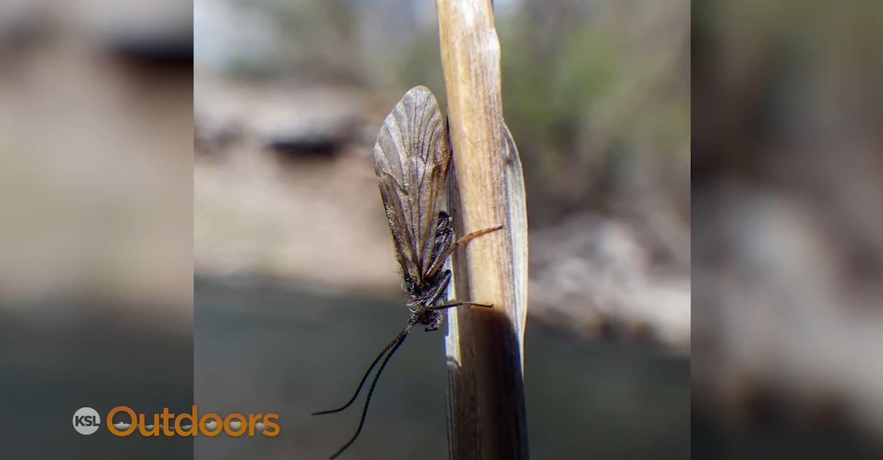 Fish Tech Tip: Patterns for Mother's Day Caddis