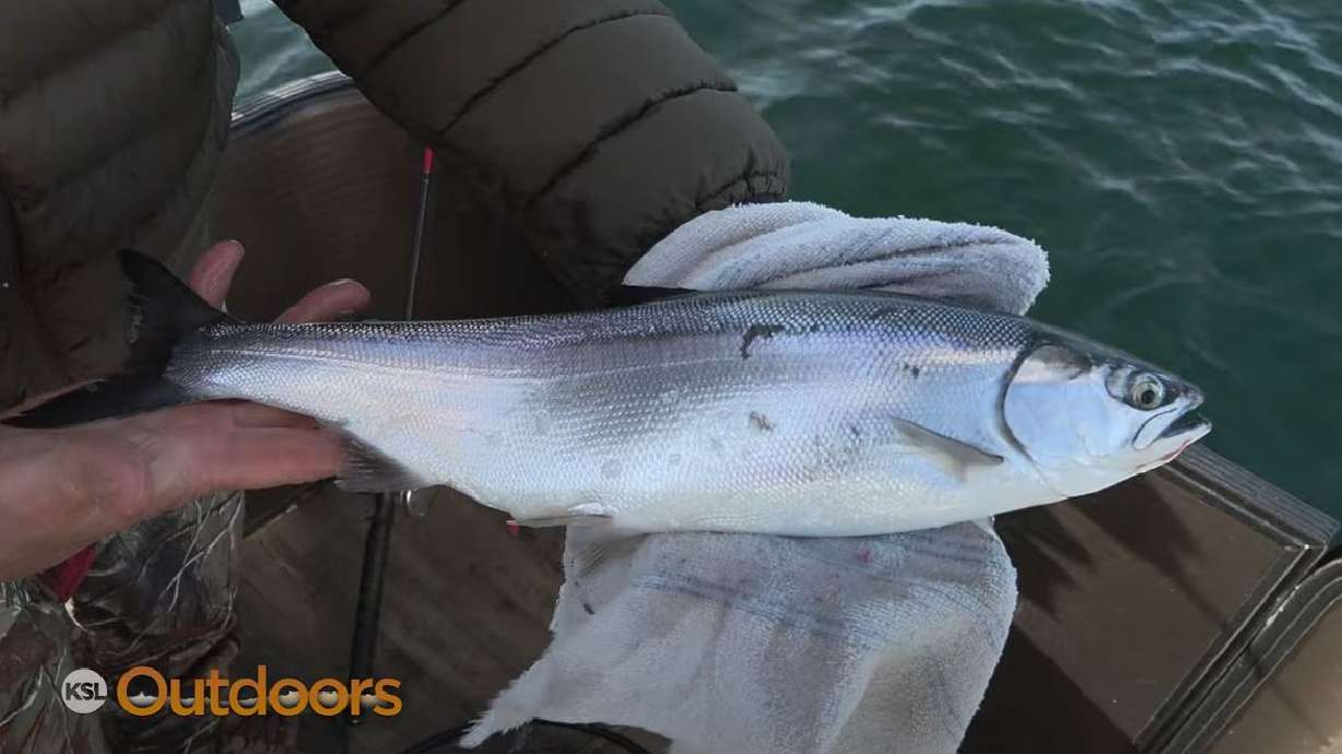 How to Fish for Kokanee at Strawberry Reservoir