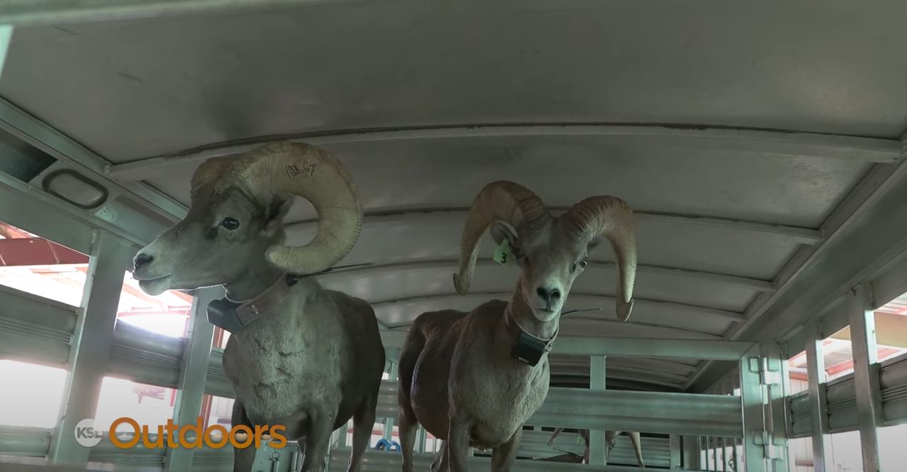 Desert Bighorn Sheep Nursery in Uintah Basin to Increase Utah Herds