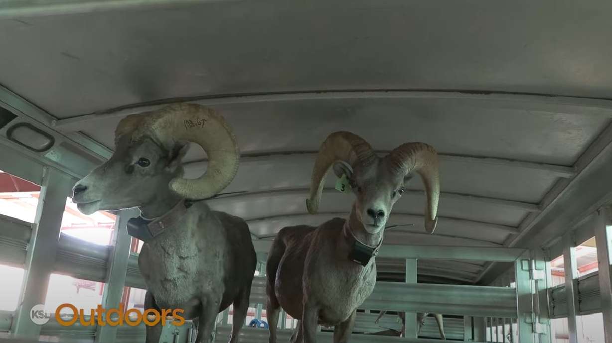 Desert Bighorn Sheep Nursery in Uintah Basin to Increase Utah Herds