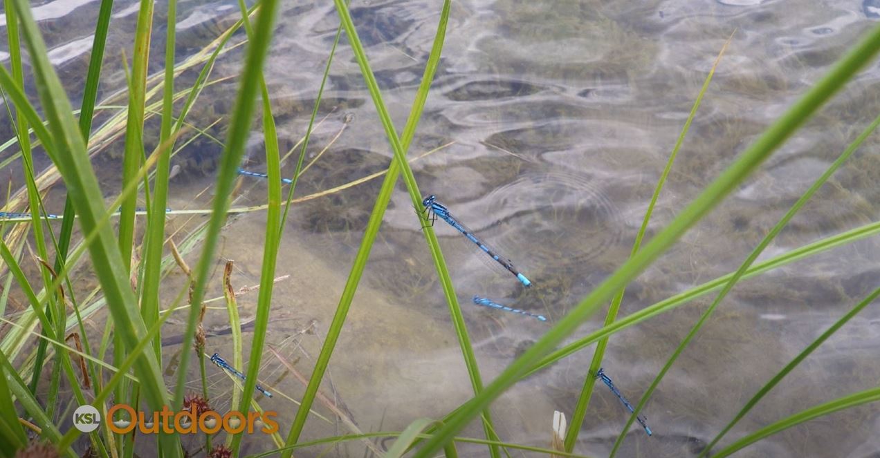 Fish Tech Tip: What Flies to Use on a Lake During Damsel Season