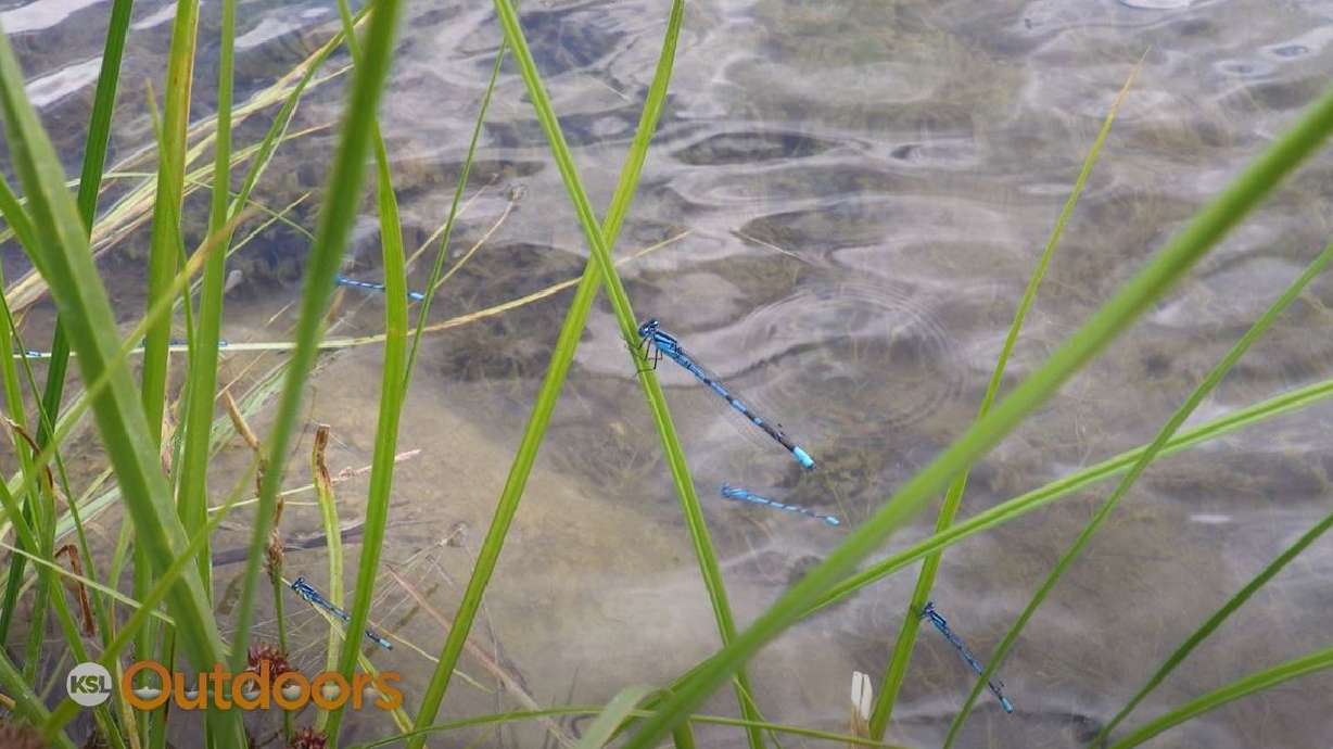 Fish Tech Tip: What Flies to Use on a Lake During Damsel Season