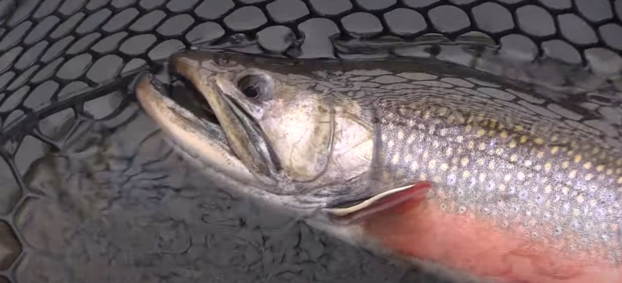 Big Brook Trout and Beautiful Grayling on Boulder Mountain