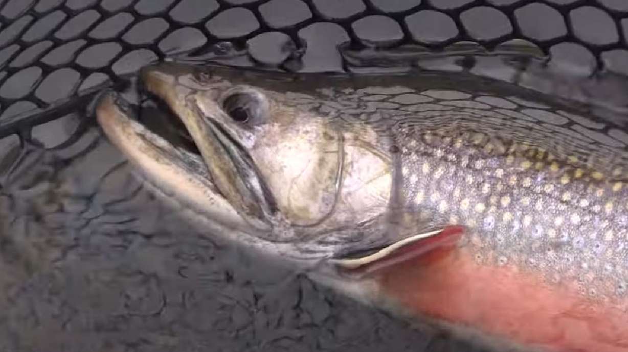 Big Brook Trout and Beautiful Grayling on Boulder Mountain
