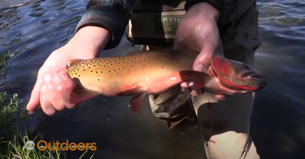 Boulder Mountain Fishing Part 2: Brookies and Colorado River Cutthroat