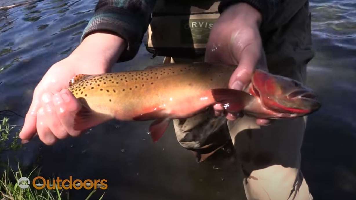 Boulder Mountain Fishing Part 2: Brookies and Colorado River Cutthroat