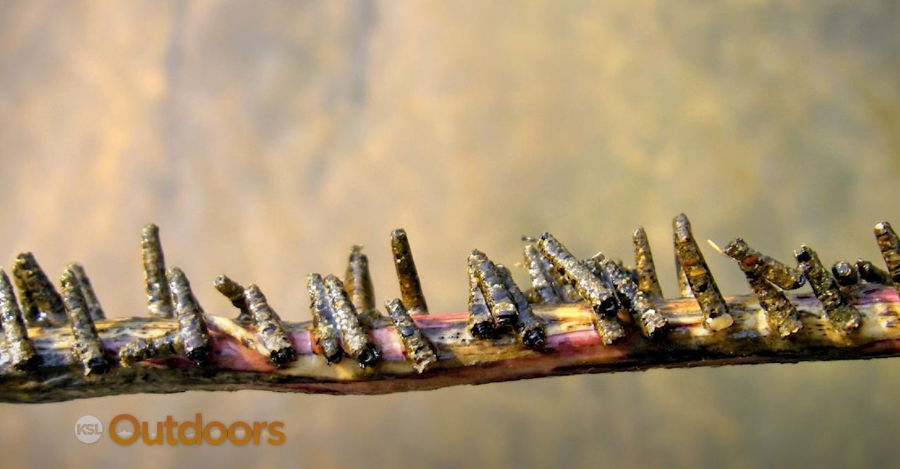 Fish Tech Tip: Fly Fishing with Caddis Patterns