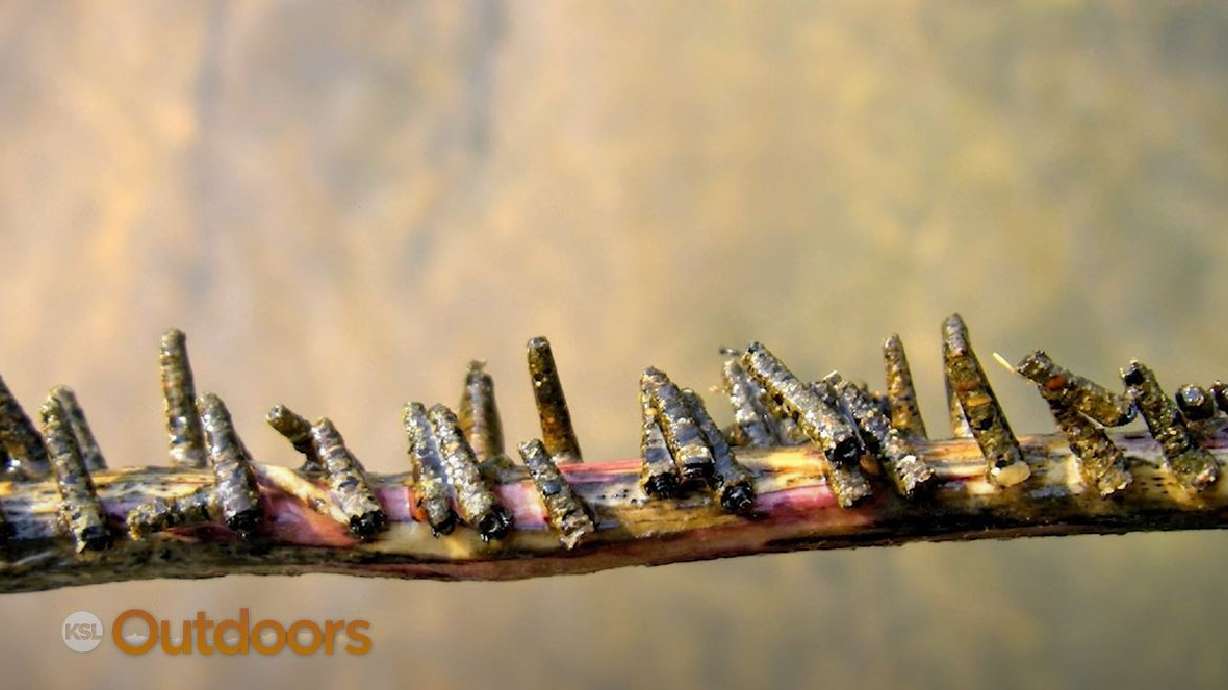 Fish Tech Tip: Fly Fishing with Caddis Patterns