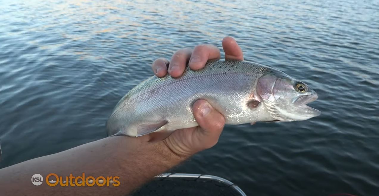 Kokanee and Rainbow Trout Fishing at Rockport State Park