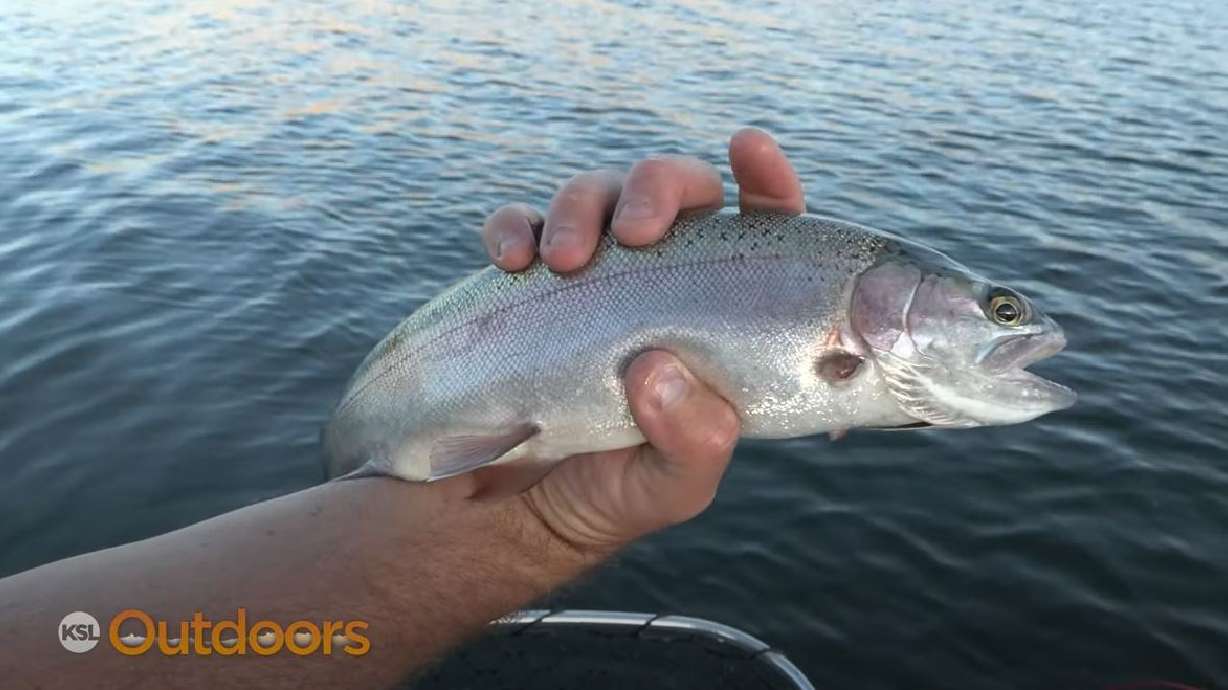 Kokanee and Rainbow Trout Fishing at Rockport State Park