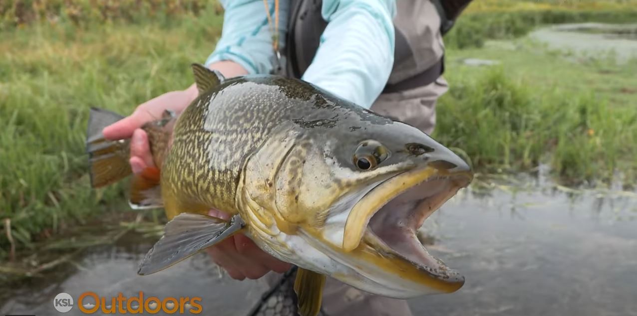 Fly Fishing for Big Tiger Trout with Mouse Patterns at Night