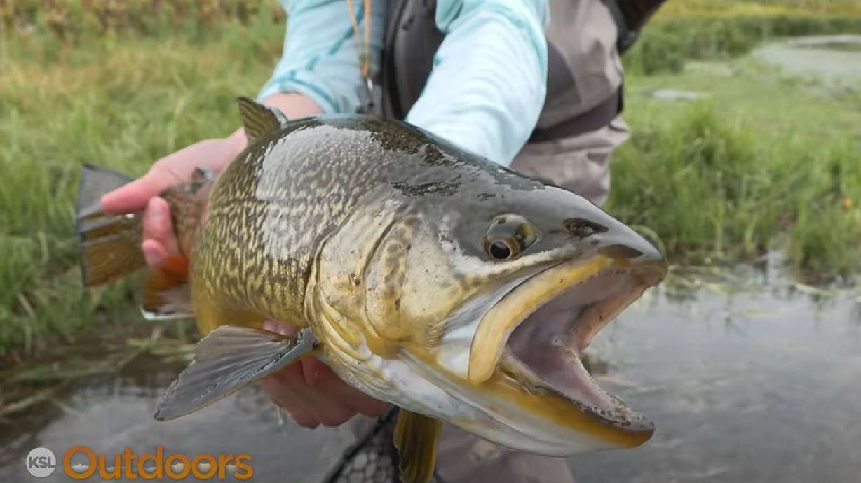 Fly Fishing for Big Tiger Trout with Mouse Patterns at Night