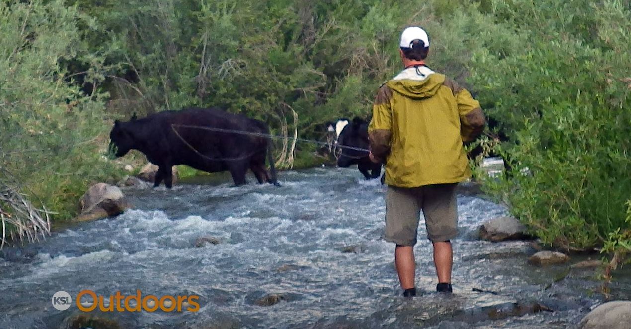 Fish Tech Tip: Different Types of Drift on Rivers and Streams