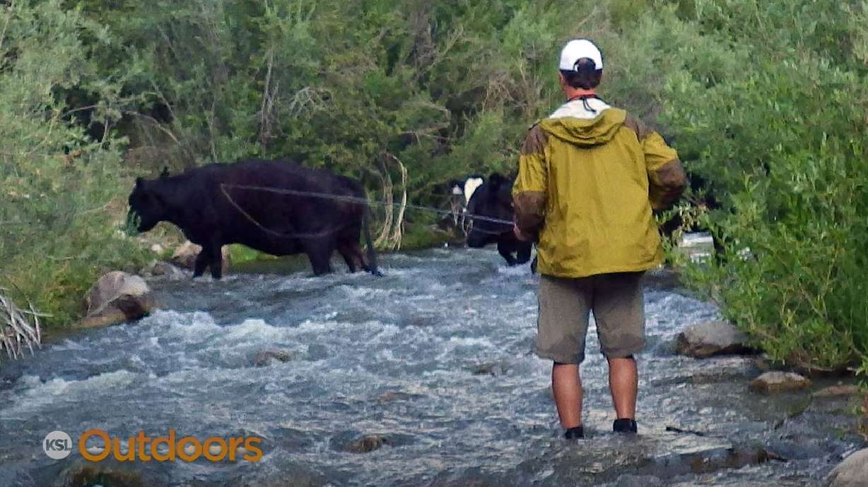Fish Tech Tip: Different Types of Drift on Rivers and Streams