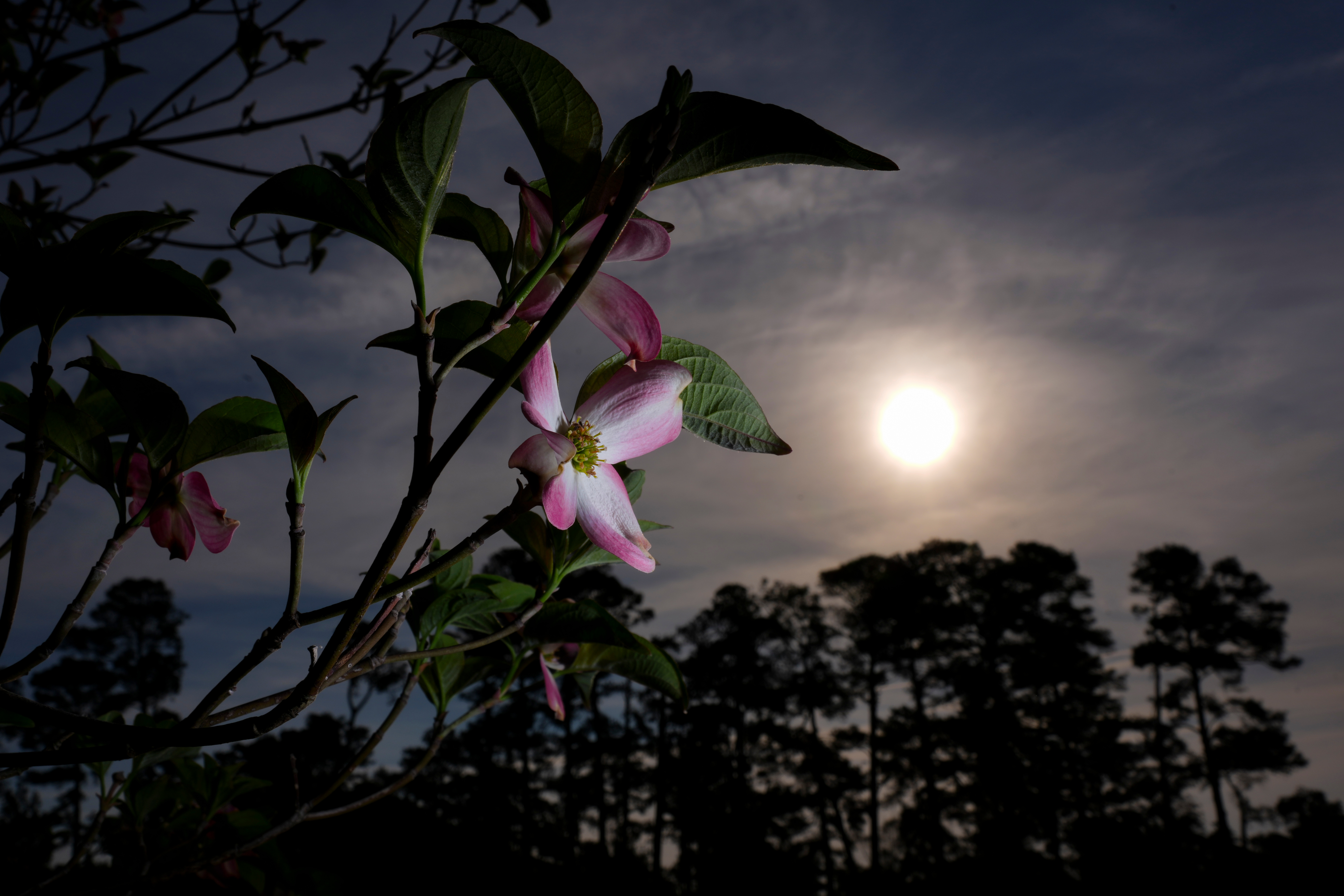 Masters in bloom: More than azaleas and dogwood make up golf's most beautiful garden