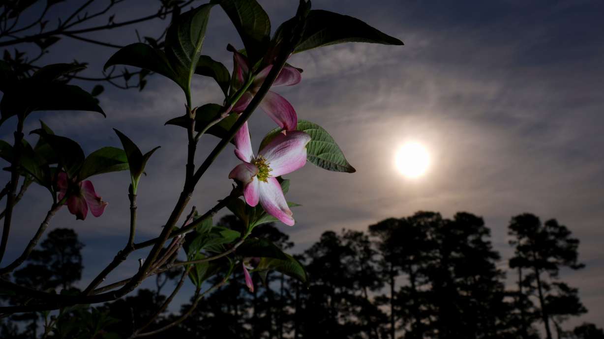 Pink dogwood blooms right of the second fairway are seen during a practice round ahead of the Masters golf tournament at the Augusta National Golf Club, Wednesday, April 8, 2026, in Augusta, Ga.