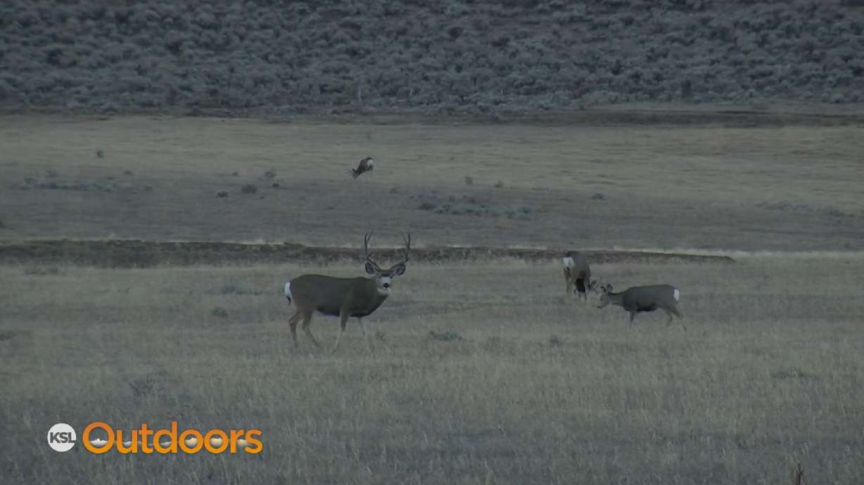 2022 General Season Deer Hunt Preview