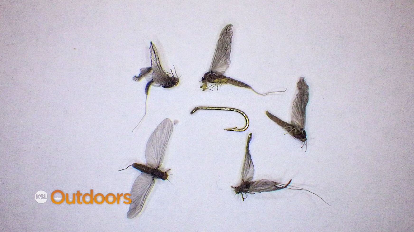 Fish Tech Tip: How to Fish (and See) Tiny Blue Wing Olive Patterns