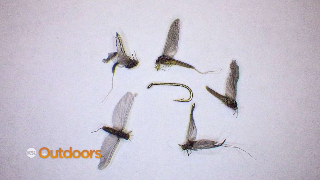 Fish Tech Tip: How to Fish (and See) Tiny Blue Wing Olive Patterns