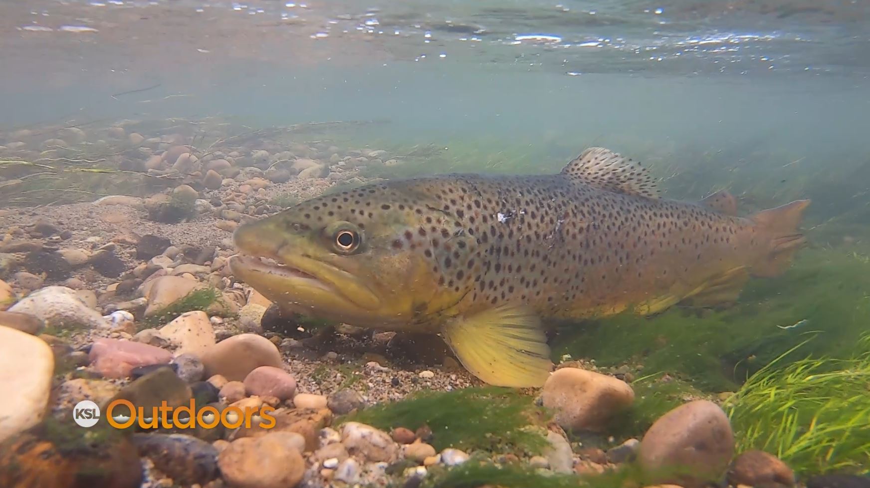Fish Tech Tip: Flies to Avoid Brown Trout but Target Rainbows