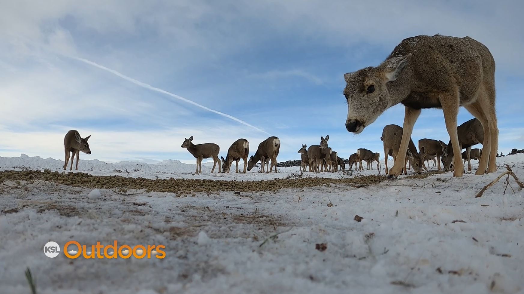 Northern Utah Deer Being Fed by the DWR to Help Survive the Winter