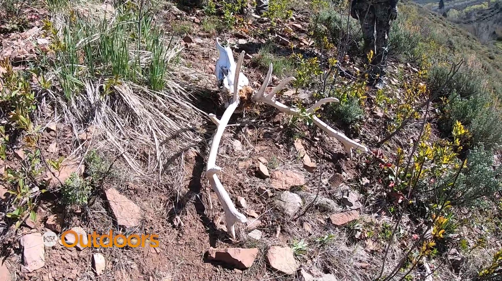 Utah Shed Hunting Ban in Effect Through April 30th