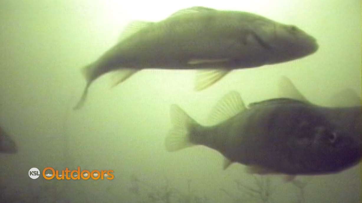 Fish Tech Tip: How to Ice Fish When Water Oxygen is Low