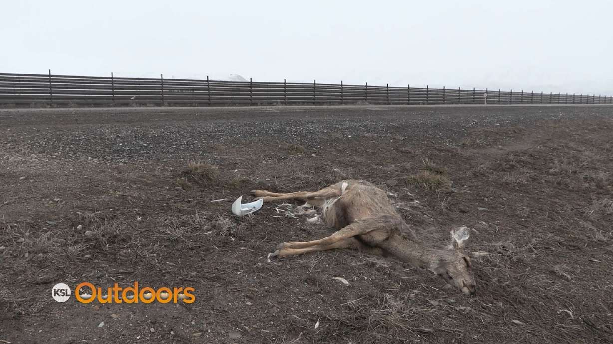 Thermal Infrared Wildlife Detection System Comes to Utah