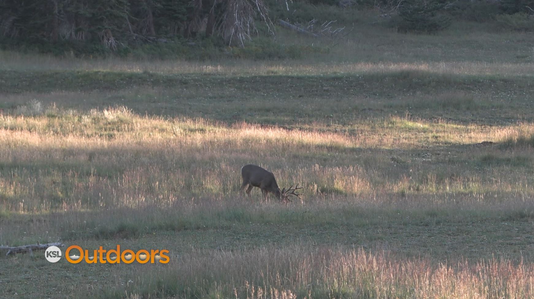 Utah DWR Cuts Deer Tags for 2023