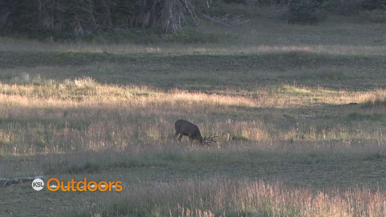 Utah DWR Cuts Deer Tags for 2023