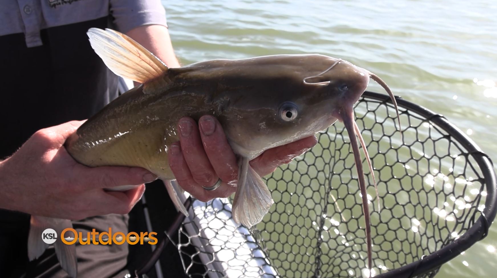 Fish Tech Tip: How to Catch Catfish