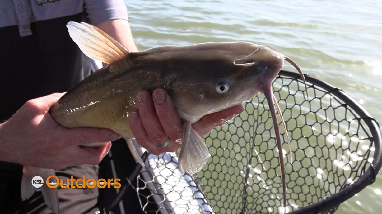 Fish Tech Tip: How to Catch Catfish