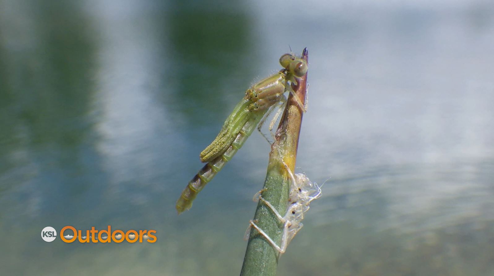 Fish Tech Tip: How to Fish the Damsel Hatch on Stillwater