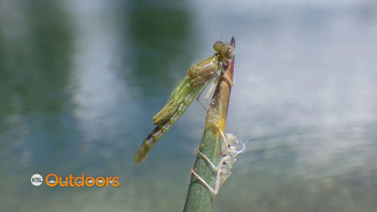 Fish Tech Tip: How to Fish the Damsel Hatch on Stillwater